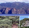 小笠原父島の遠景（上）とムニンノボタン（左下）、ムニンツツジ（右下）植栽地