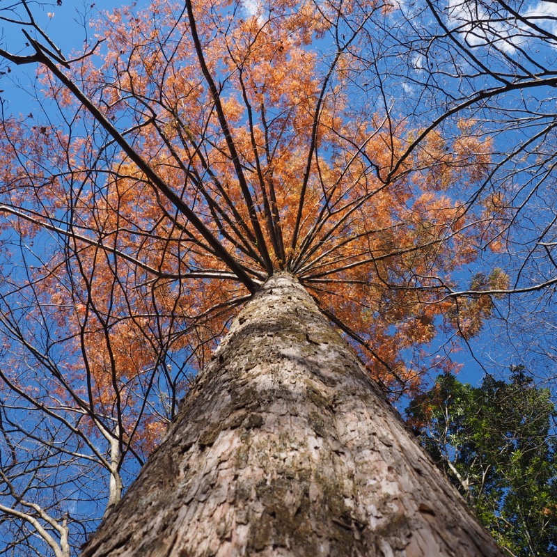 メタセコイア 日光植物園 Metasequoia Glyptostroboides