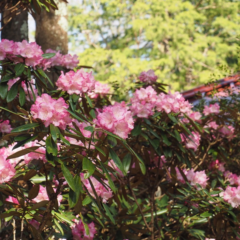 アズマシャクナゲ - 日光植物園 - Rhododendron degronianum