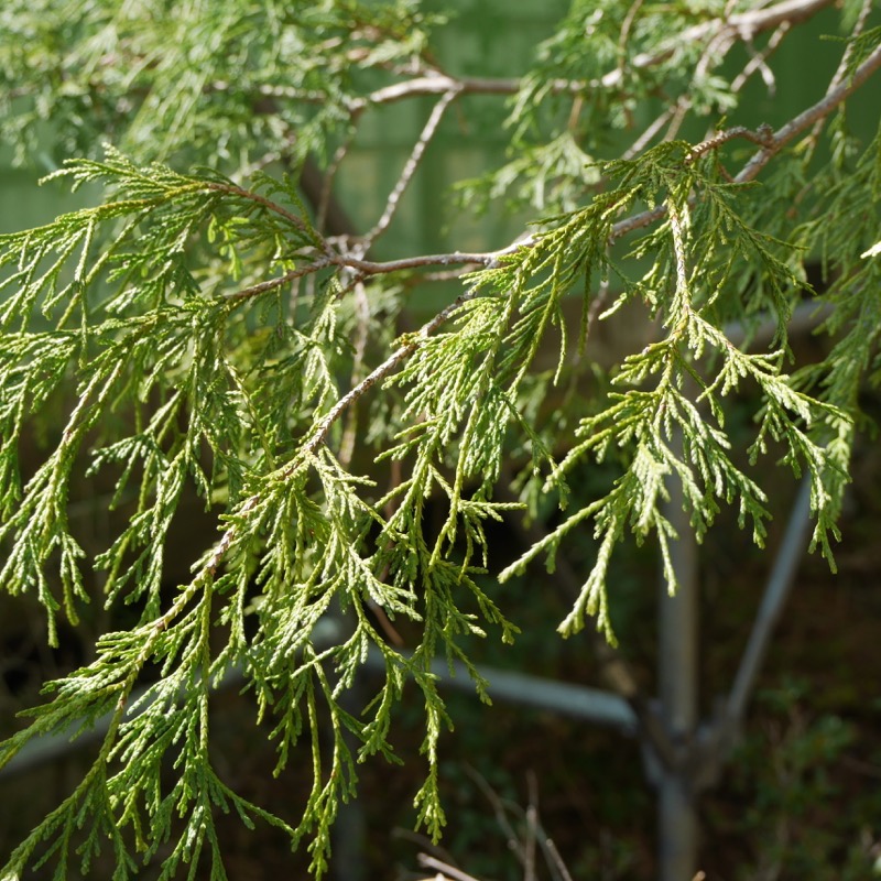 サワラ - 日光植物園 - Chamaecyparis pisifera