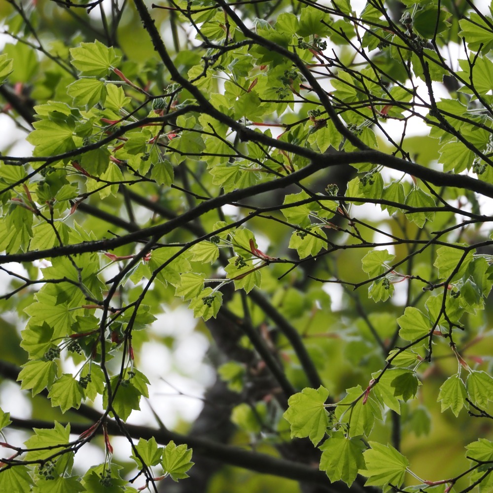コハウチワカエデ - 日光植物園 - Acer sieboldianum