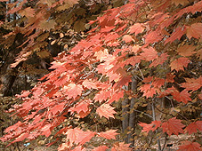 Red coloring of leaves of Acer japonicum
