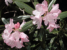 Rhododendron degronianum, Ericaceous evergreen shrub
