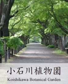 小石川植物園